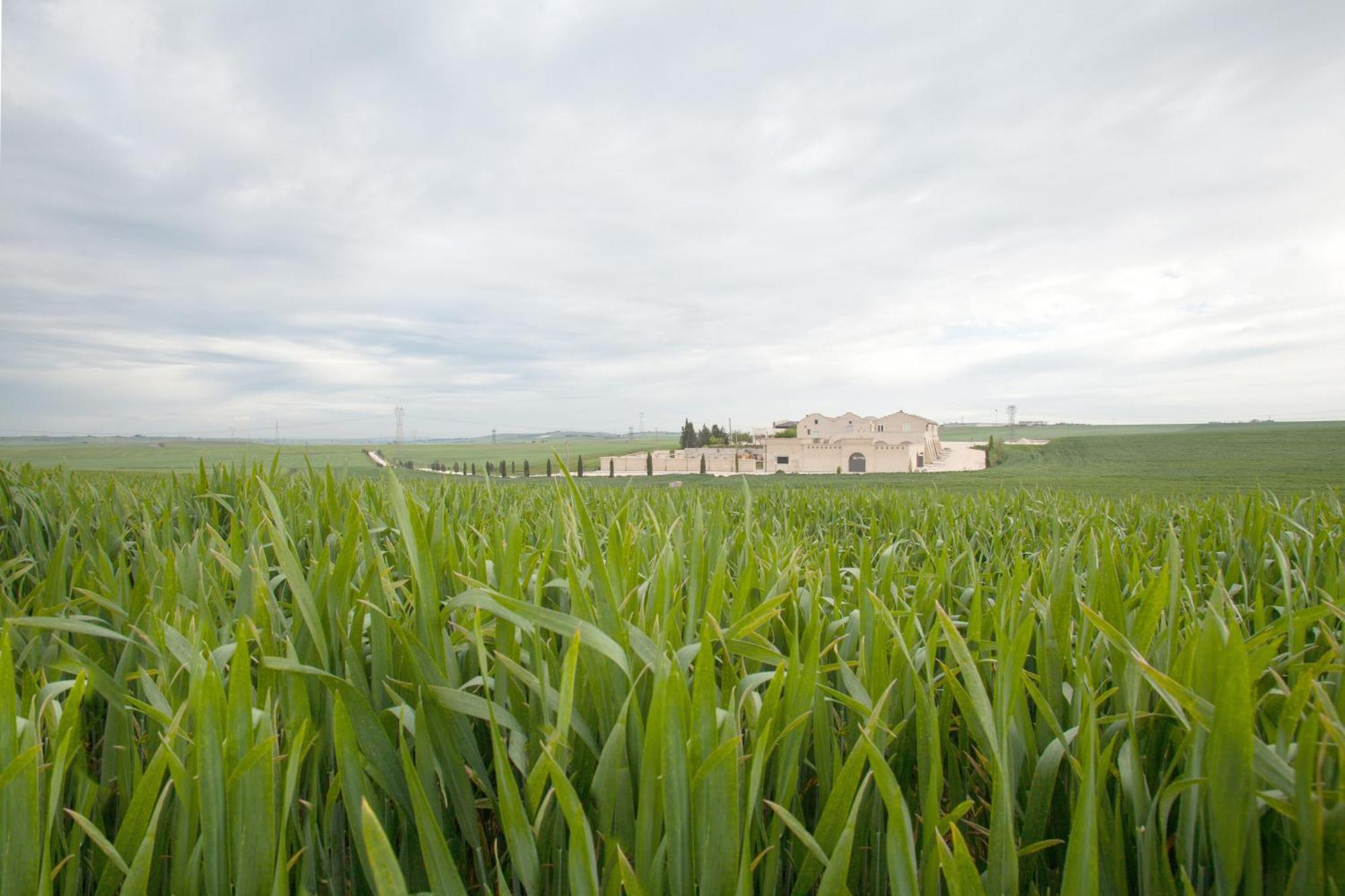 Tenuta Danesi - Camere - Appartamenti - Bubble Room Matera Buitenkant foto